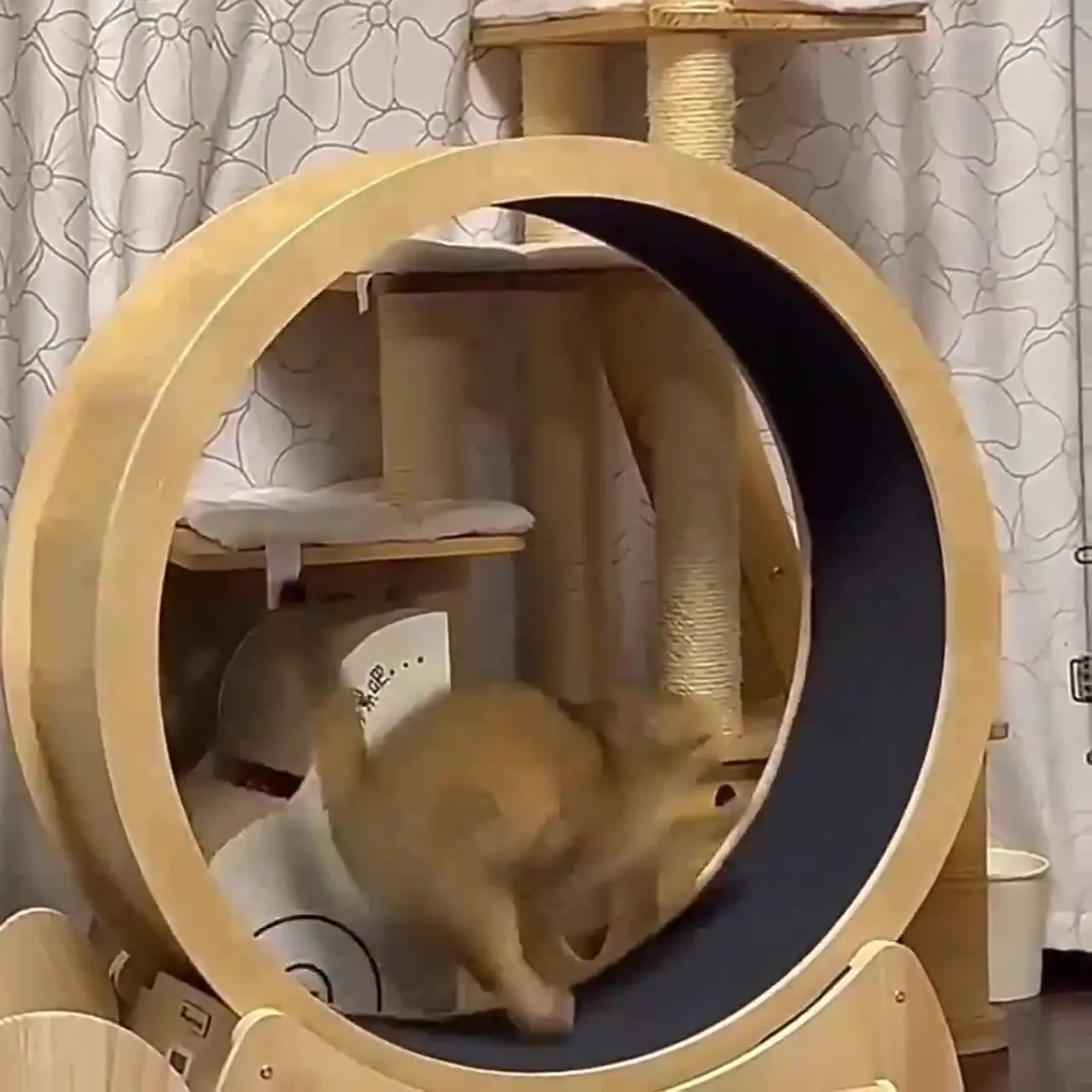 Rueda de fitness para gatos, j - Interactive Cat Toy reseña y precio