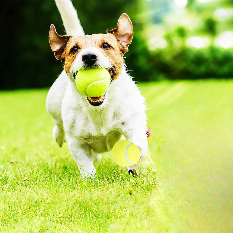 Juguete Interactivo para Perro - Pet Dental Chew Toy reseña y precio